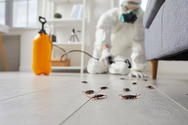 Post-Treatment Bed Bug Interceptor Monitoring in Cape Carteret